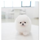 스타일독앤캣강아지고양이경기광주점