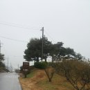 순천만 숲3 이미지
