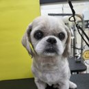 댕곤댕곤 이미지