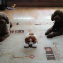 맹구와 땡칠이 이미지