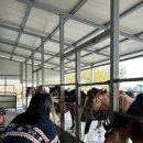 🐴 제주 승마체험 후기[조랑말체험공원] 제주 가볼만한곳✨