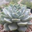 고사농장 이미지