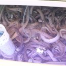바다산곰장어 이미지