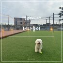 주전블루베리 | 울산 동구 주전몽돌해변 카페 너나들이 애견동반 오션뷰 대형카페 베이커리 맛집