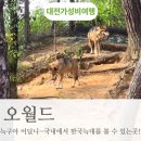 늑대랑여우랑 | 대전 오월드 늑대 탈출 전 모습 직접 보고 왔어요. 늑대 관람방법 비용 총정리
