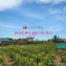지연농장 | 호치민 근교 여행 무이네 선셋 사막 투어 픽업 샌딩 일정 비용 내돈내산 후기