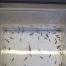 홈브리딩 이미지