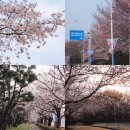 제60공원 | 부산 벚꽃 피크닉 생태공원 실시간 개화 만개 후기 (을숙도, 대저 등)