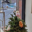 히얼퍼피 이미지