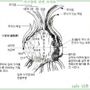 한국춘란의 취미생활과 불황기(不況期)의 번식관리/09(한번기129) 이미지
