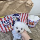 봉산동 강아지 이미지