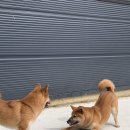 하늘켄넬 이미지