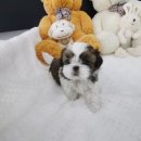 도그웨이 청주점 이미지