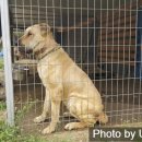 와일드캉갈 이미지