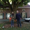 라임나무 이미지