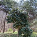 선운산도립공원(선운사 주차장 앞) 이미지