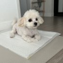 뽀Dog 이미지