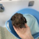 멍이살롱 이미지