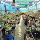 인수다육 이미지