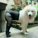바람난 강아지 이미지