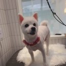 정샘 동물병원 이미지