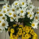 가을국화 | 톡톡별님 가을 국화나눔 후기