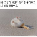 명품 면세 말고 싸게 사는 법 없니 ㅠㅠㅠ 이미지