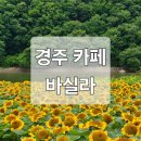 해바라기 | [경주 카페] 요즘 뜨는 경주 핫플! 해바라기 명소 카페 &#39;바실라&#39; 후기 (상세 개화시기 포함)