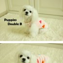 the 예쁘개 이미지