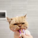 뜰안에냥 이미지