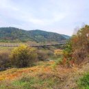 창녕 우포늪 이미지