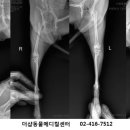 더샵동물메디컬센터 이미지