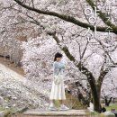 충훈2교옆_서 | 부산 근교 벚꽃명소 양산 법기수원지 벚꽃 역대급 뷰