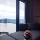 챠밍애견 이미지