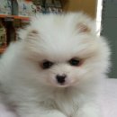 더독 동물병원 이미지