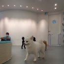 조이풀독 이미지