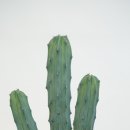 용신65 이미지