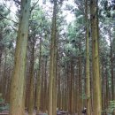 총림목장 | 4월 한라산 등반 후 가볼 만한 곳들 1 - 산천단, 한라생태숲, 노루생태공원, 사려니숲길, 삼다수 숲길...