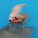 개떼월드 이미지