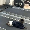 라인피티 이미지