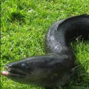 뉴질랜드에 서식하는 대형 뱀장어 안길라 장어 이미지
