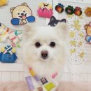 mm애견공방 이미지