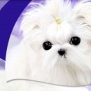 예쁜강쥐