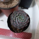 수연슈퍼 이미지