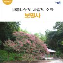 배롱나무와 사찰이 잘 어울리는 곳! 배롱나무 명소 보명사