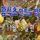 감식초 만드는방법 이미지