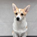 강아지 미용 | 웰시코기 미용 스타일 ‘플러스하트’ 강아지미용 추천 후기