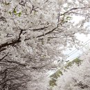 아름다운 우리 가평의 벚꽃길... 이미지