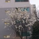 초정마을 동아아파트 앞 이미지
