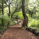 비자림의 아침 이미지